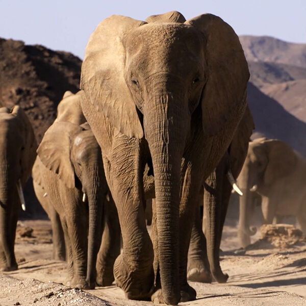Elephants3D_600x600.jpg
