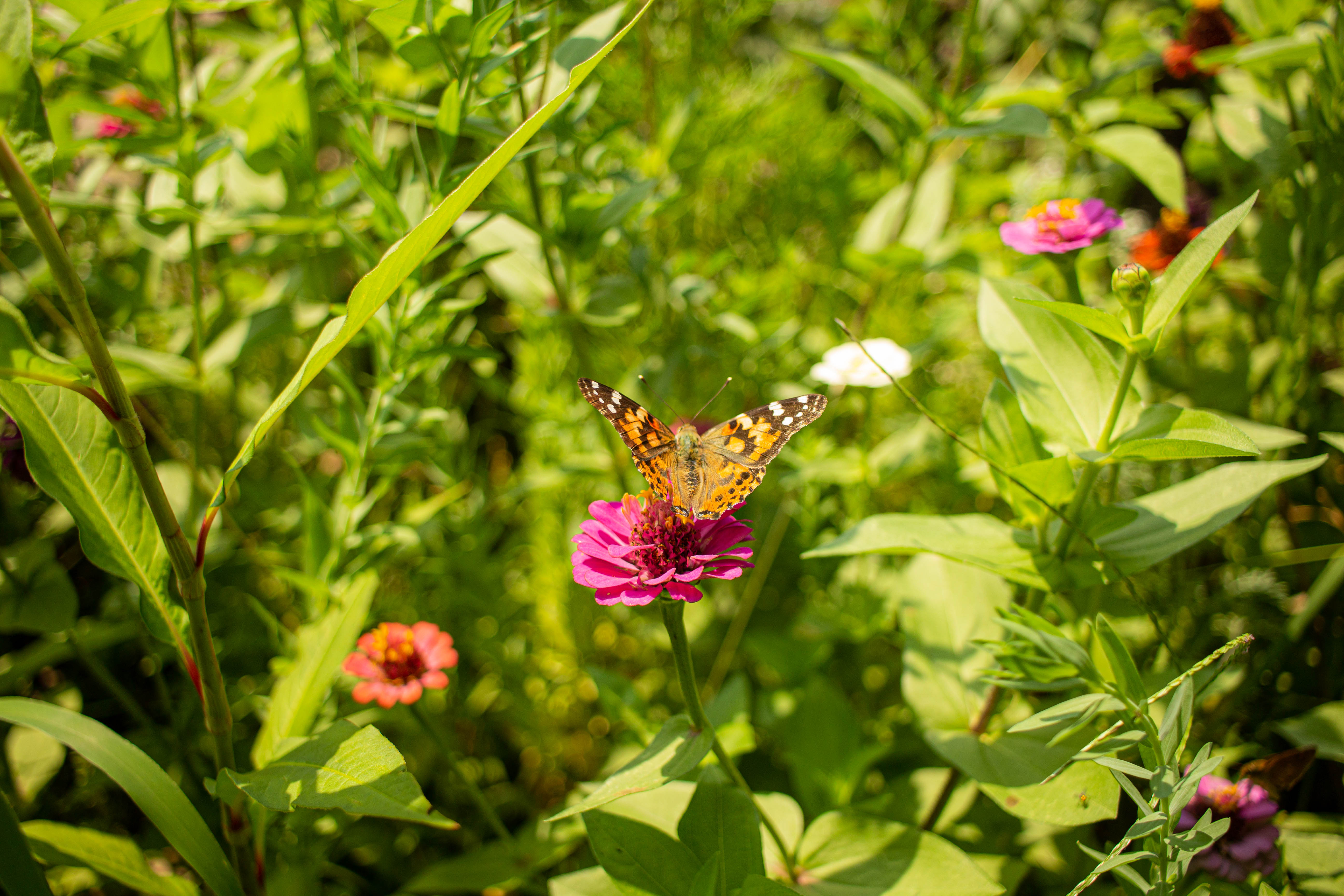 Painted lady butterfly in the pollinator garden