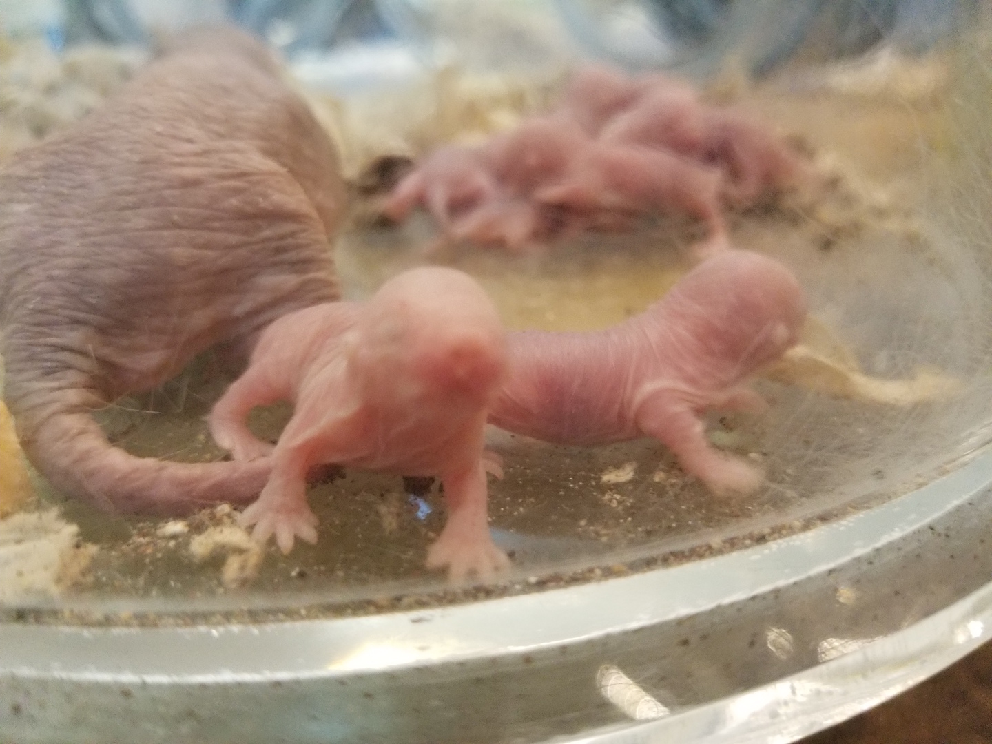Liberty Science Center :: Our naked mole rats just had babies!