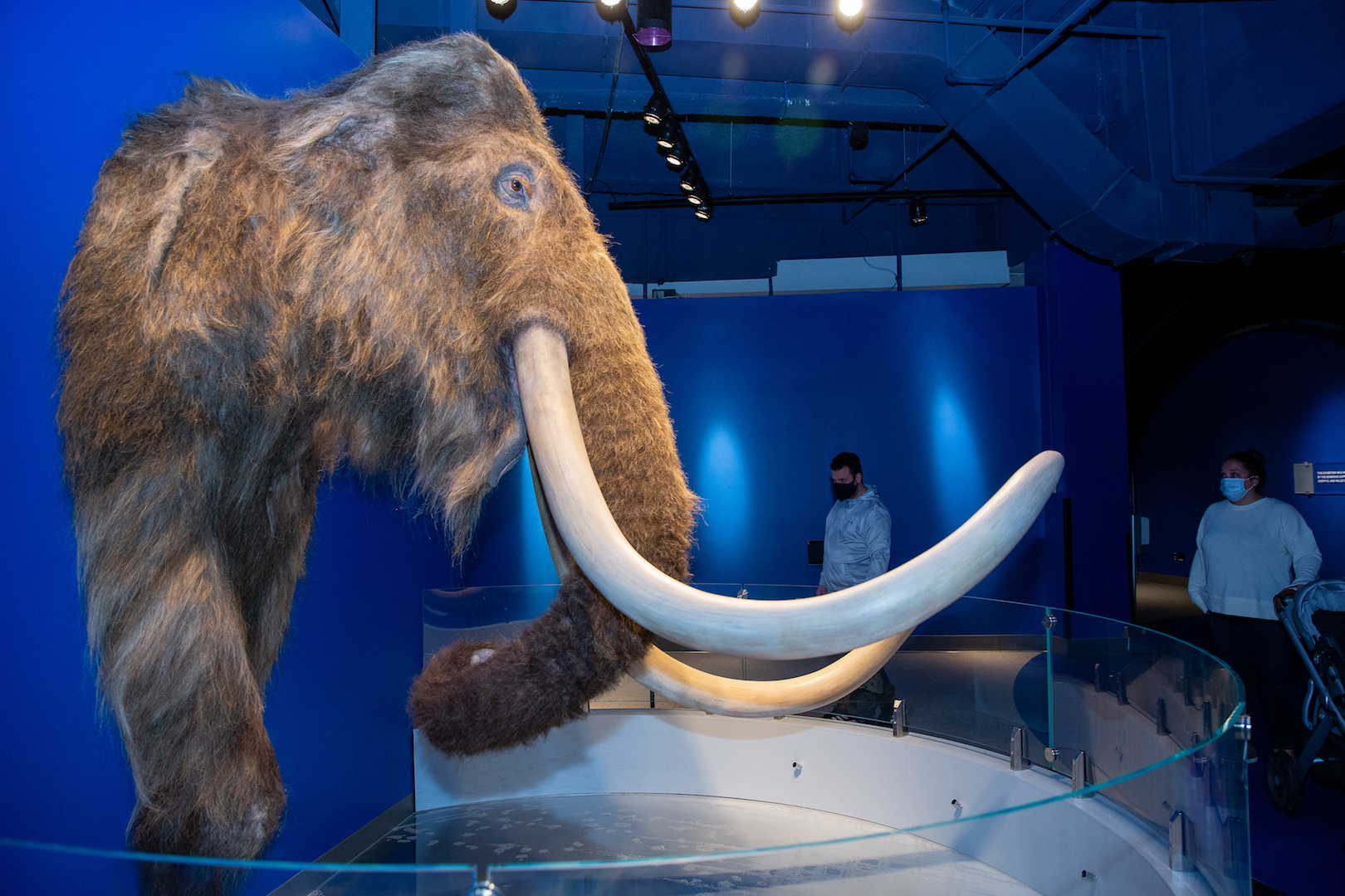 Mammoth replica in Making Mammoths exhibit