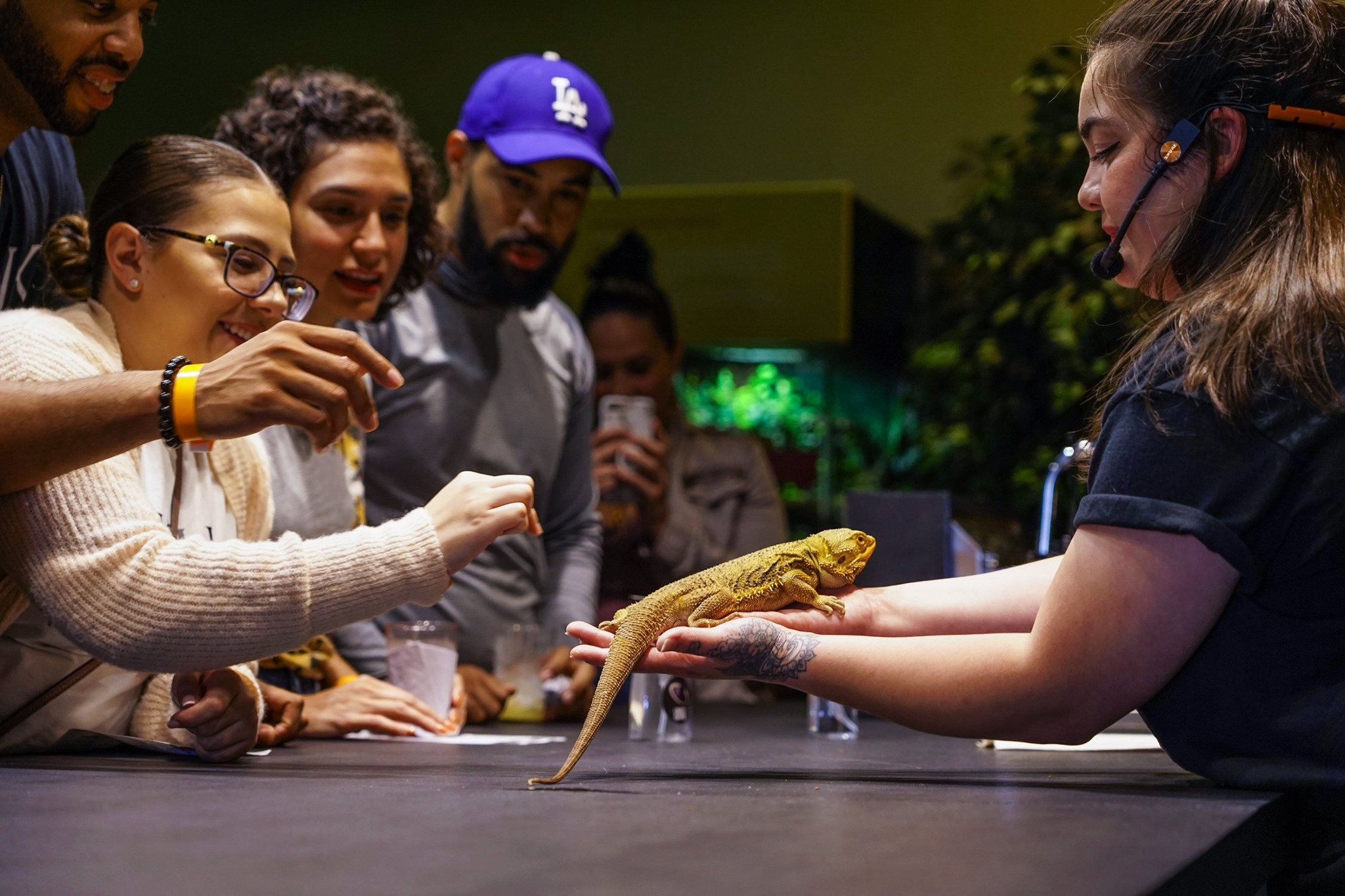 Guests pet a bearded dragon