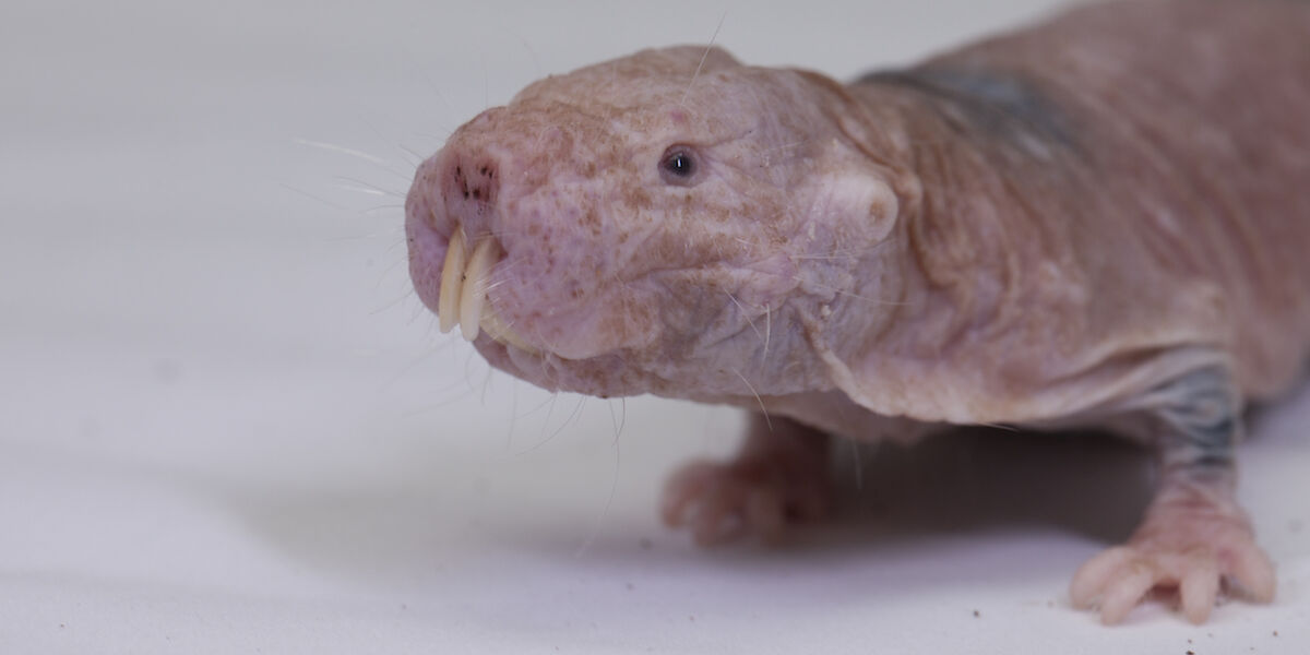 Liberty Science Center :: New mole rat study explores their immunity to pain