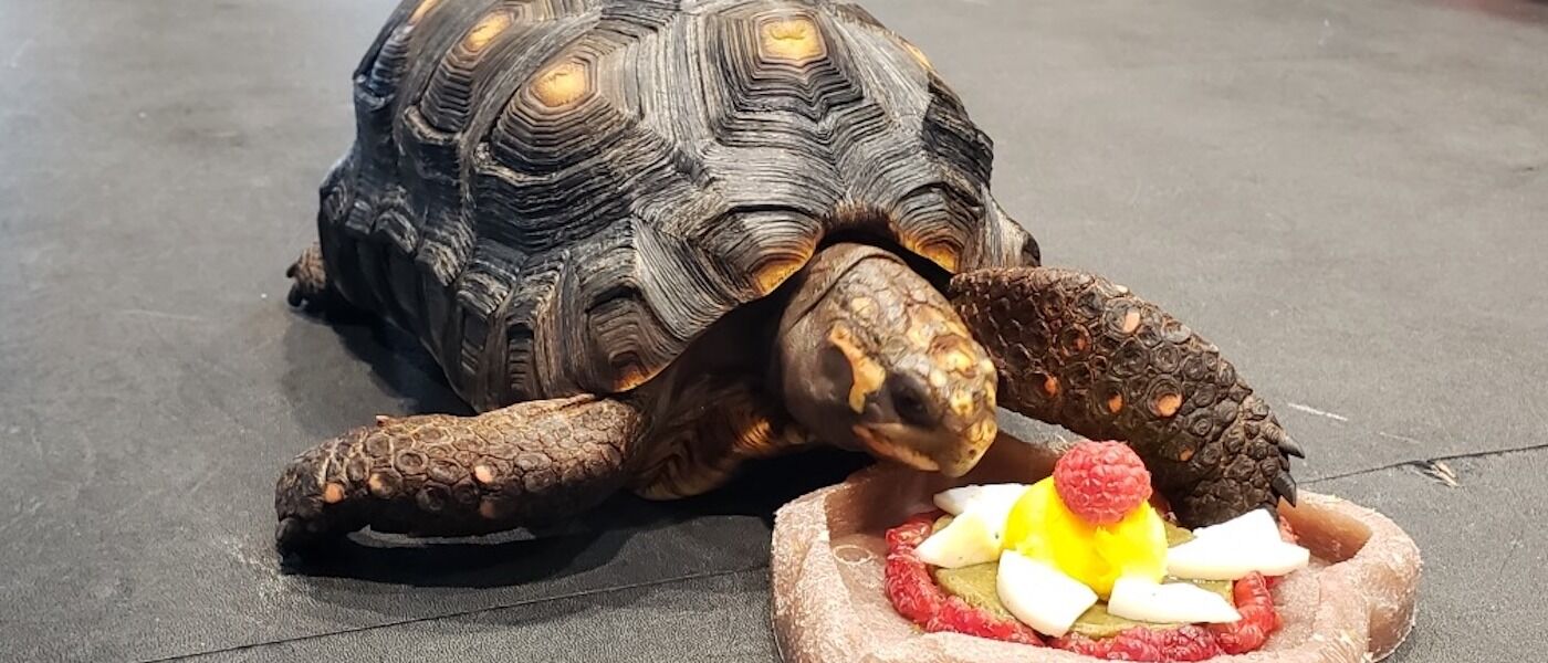 Tortellini the tortoise eating a fruity cake