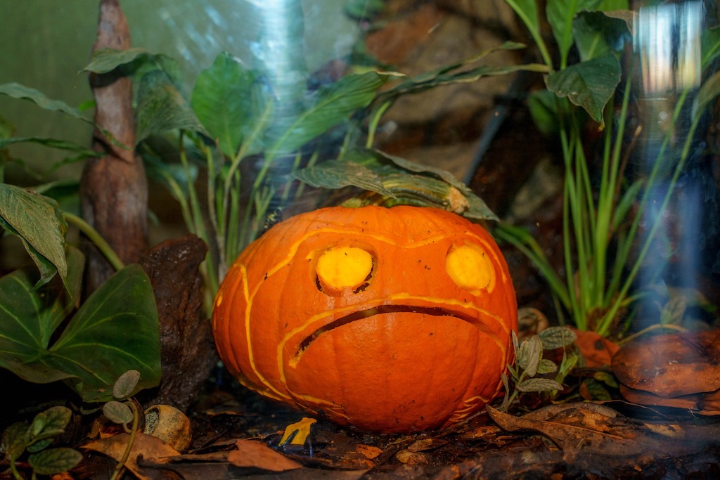 At this year's pumpkin carving competition