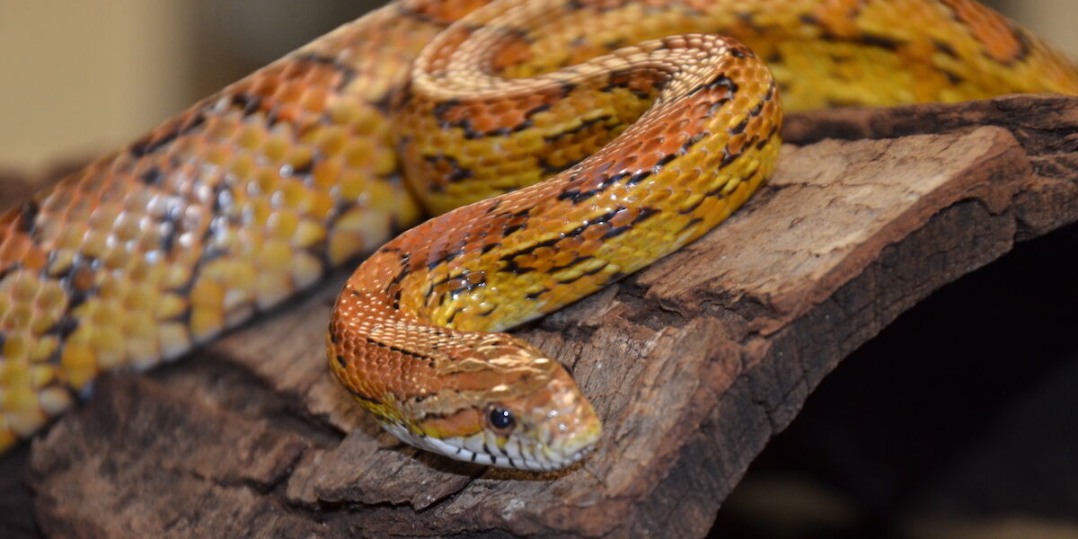 Liberty Science Center Why the corn snake is endangered in New Jersey