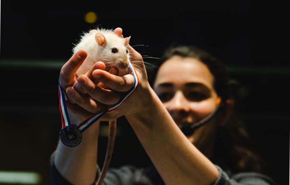 Rats.jpg