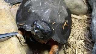 Wood Turtle being fed a cricket