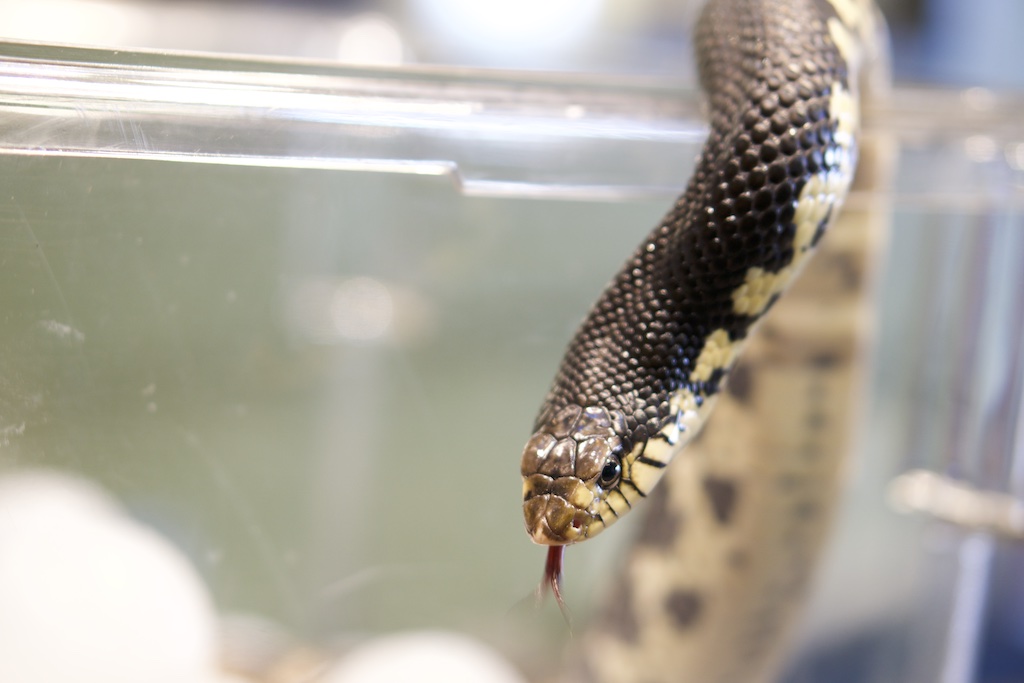 Malagasy Hognose Snake