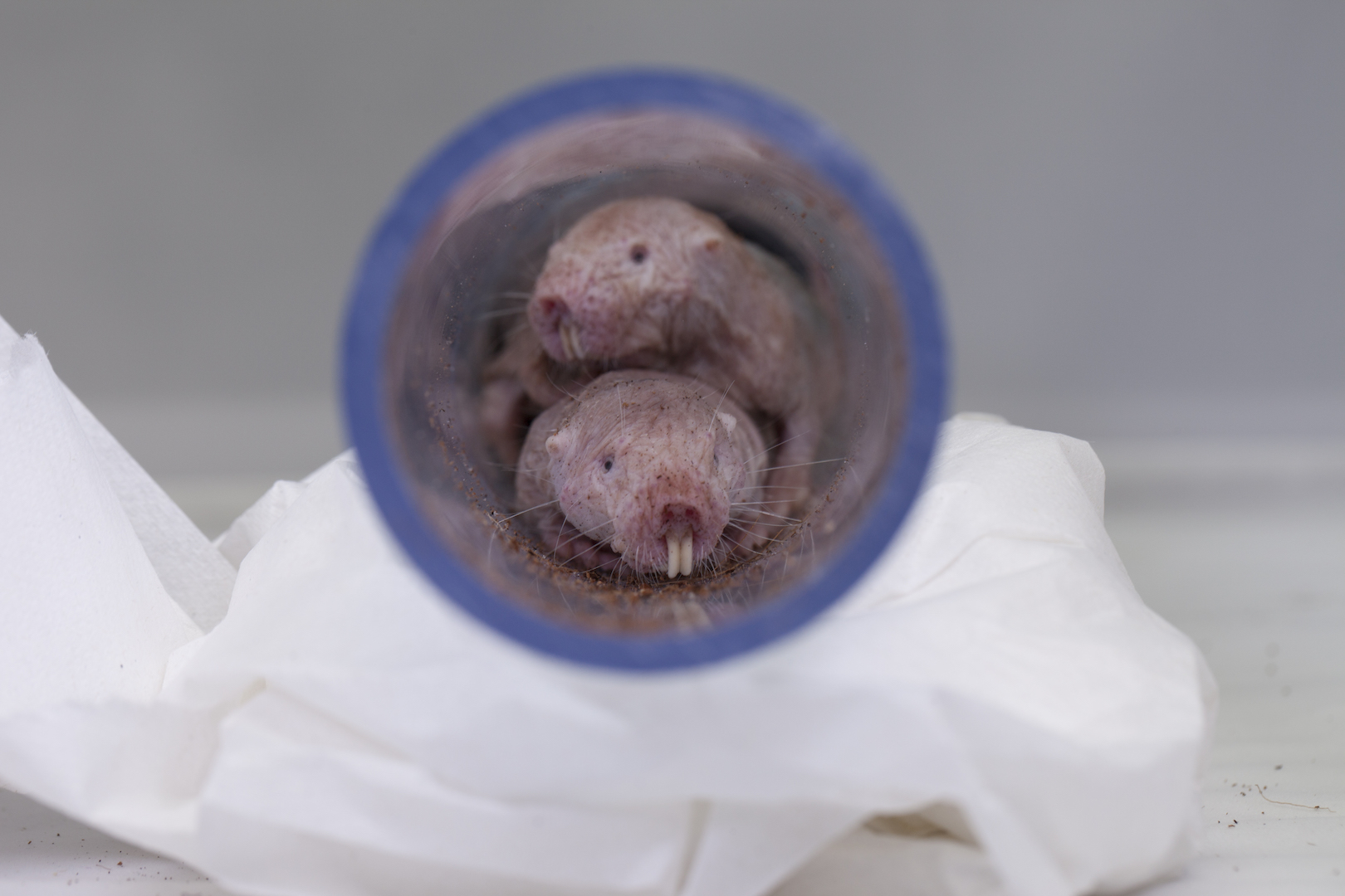 Naked mole rats can survive 18 minutes without oxygen. Here's how they do  it, Science