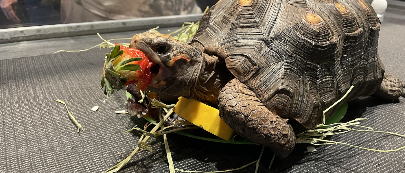 Tortellini the red-footed tortoise enjoying a cake for his hatch day