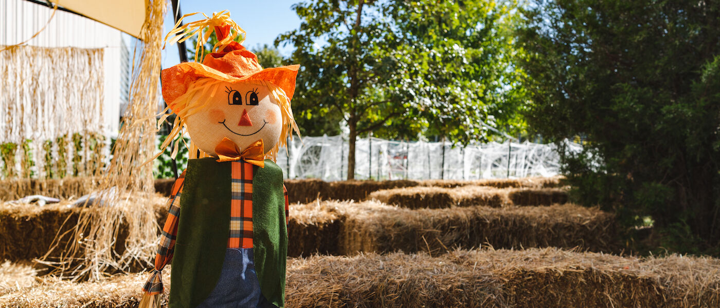 Scarecrow hay maze at Fall Fest