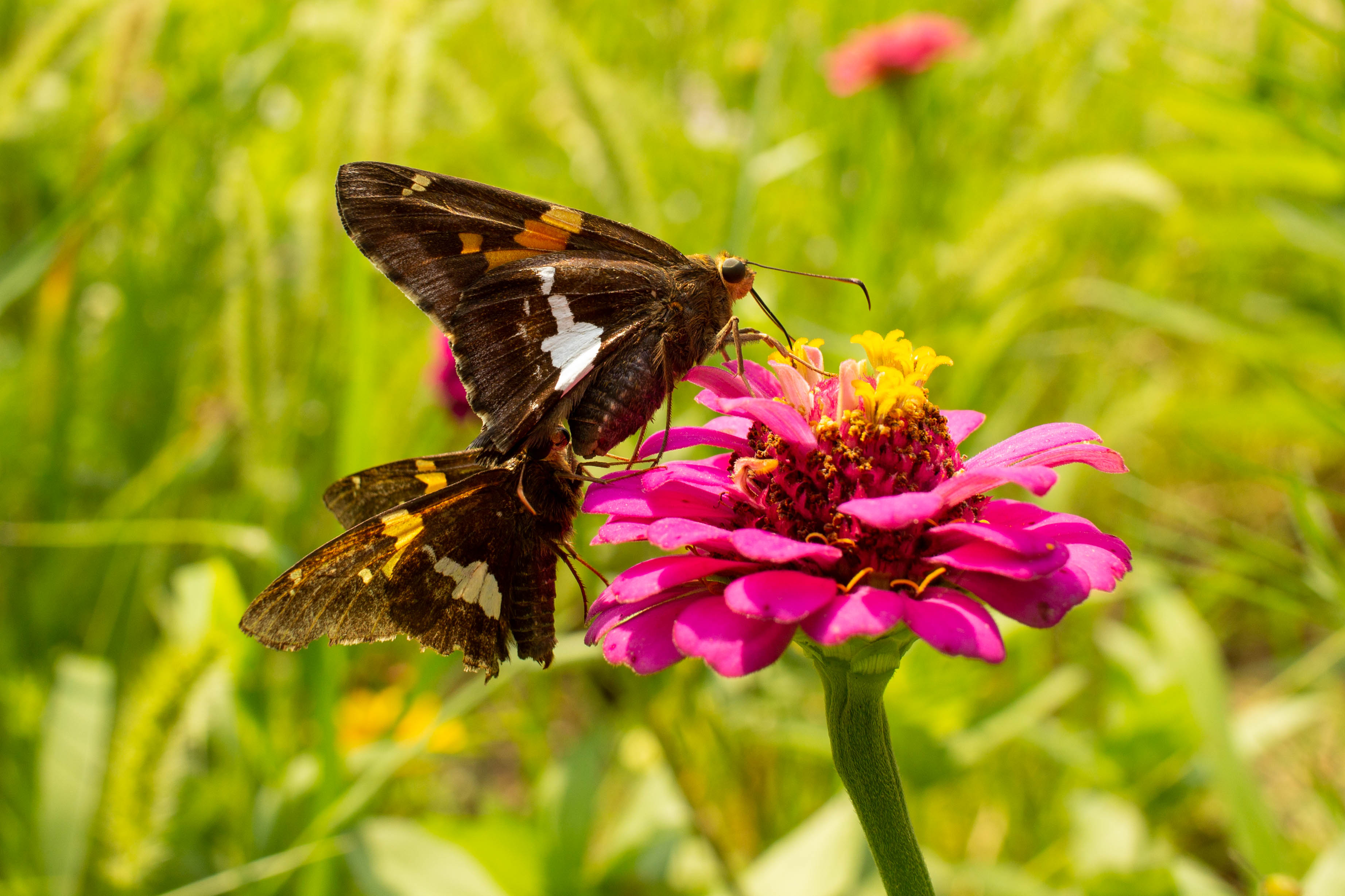Silver spotted skipper butterfly in the pollinator garden