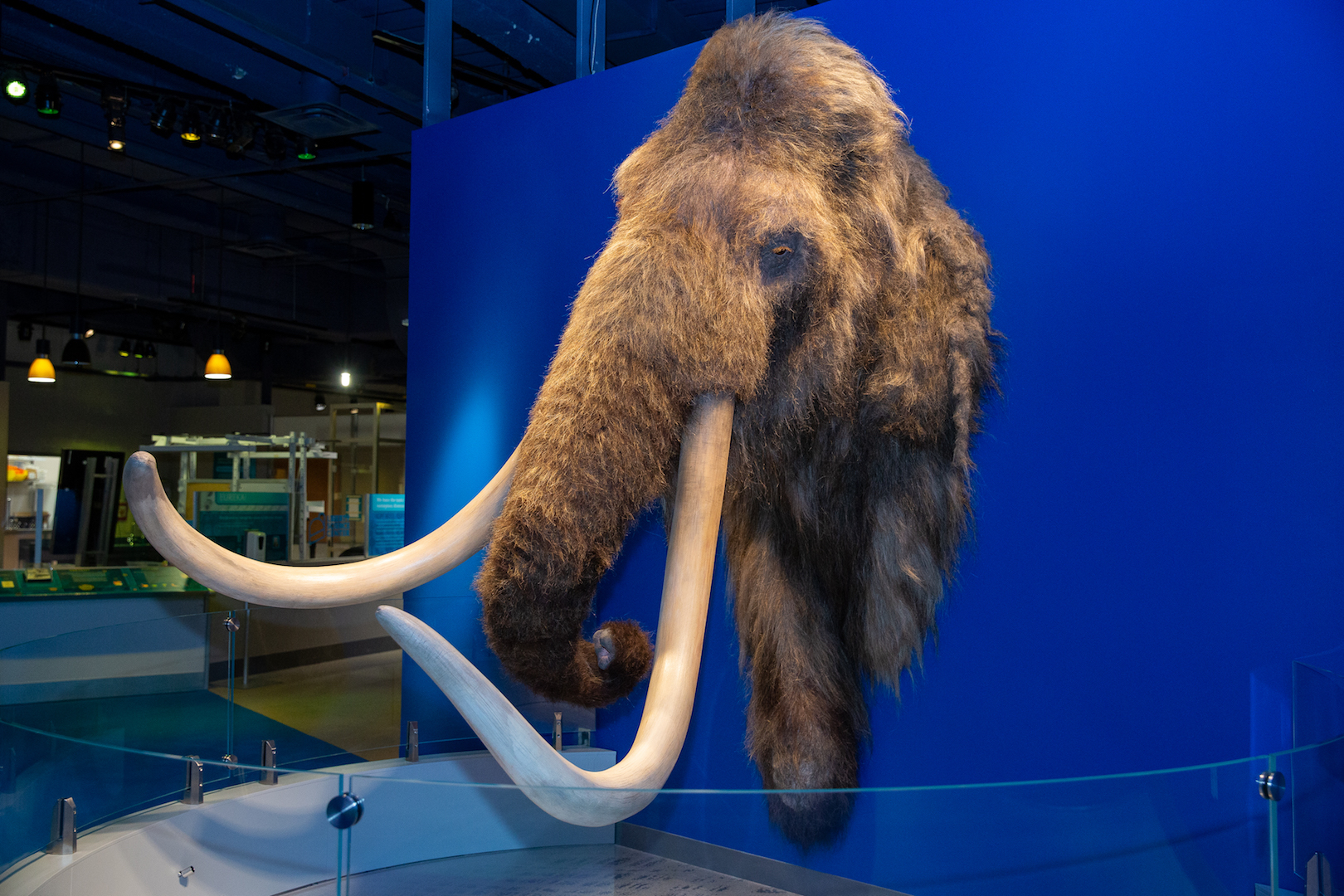 Woolly mammoth replica in Making Mammoths exhibit