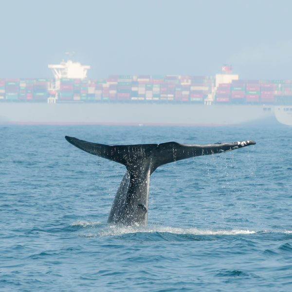 Blue Whales 3D 800x800.png