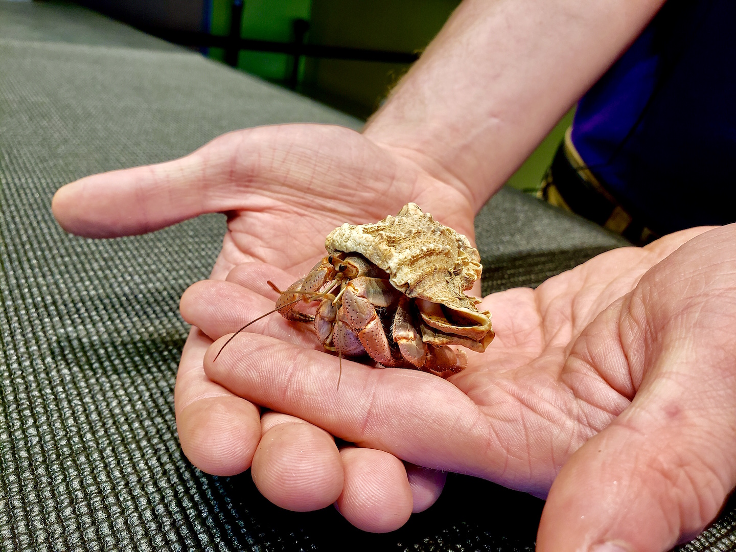 Liberty Science Center :: Purple pincher hermit crabs make an amazing  journey each summer
