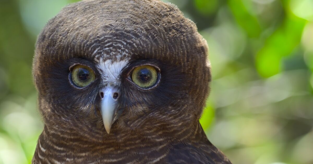 Liberty Science Center :: Animal Kingdom 3D