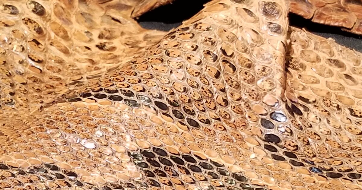 Liberty Science Center :: Confiscated bobcat pelt and python hide join ...