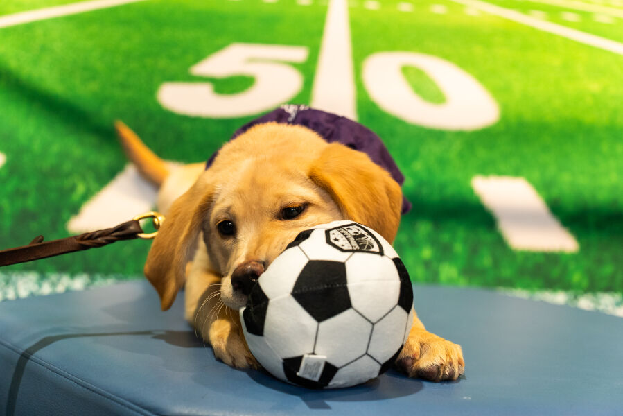 PuppyBowl2026-27.jpg