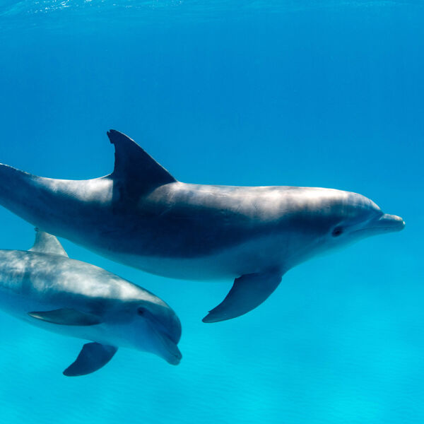 Call-of-Dolphins_800x800.jpg