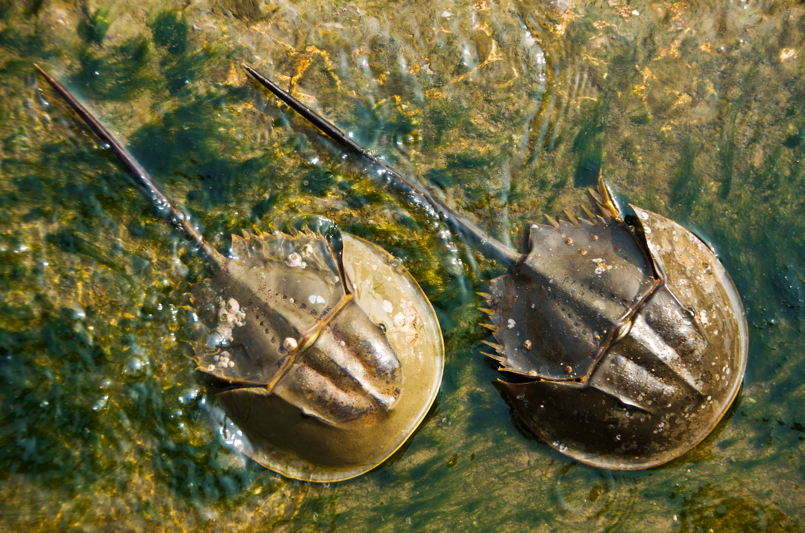 Two horseshoe crabs