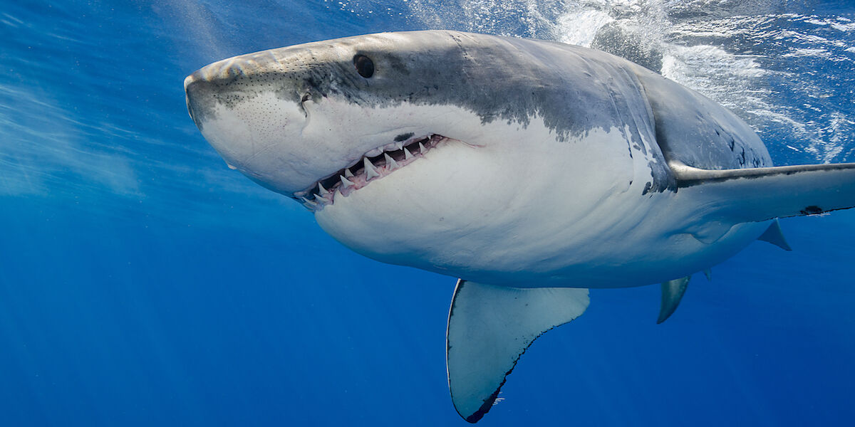 15 ton prehistoric shark found