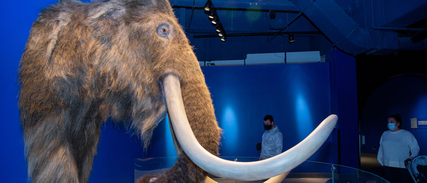 Woolly mammoth replica in Making Mammoths exhibit