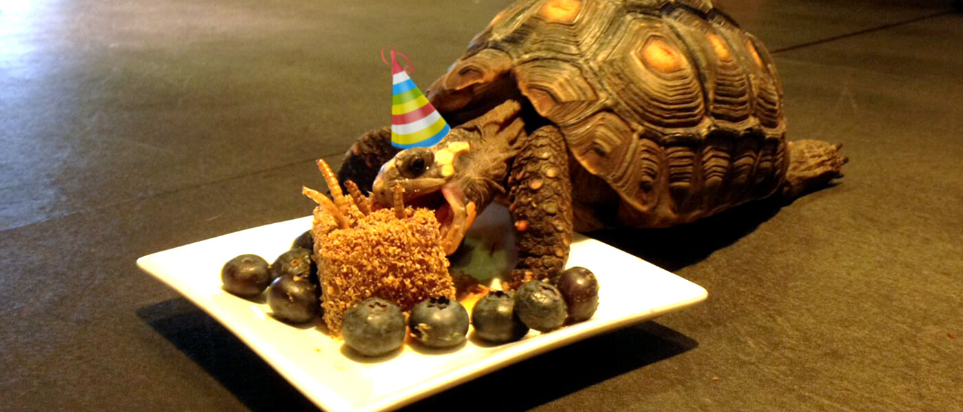 Tortellini the tortoise eats a cake made of meal worms