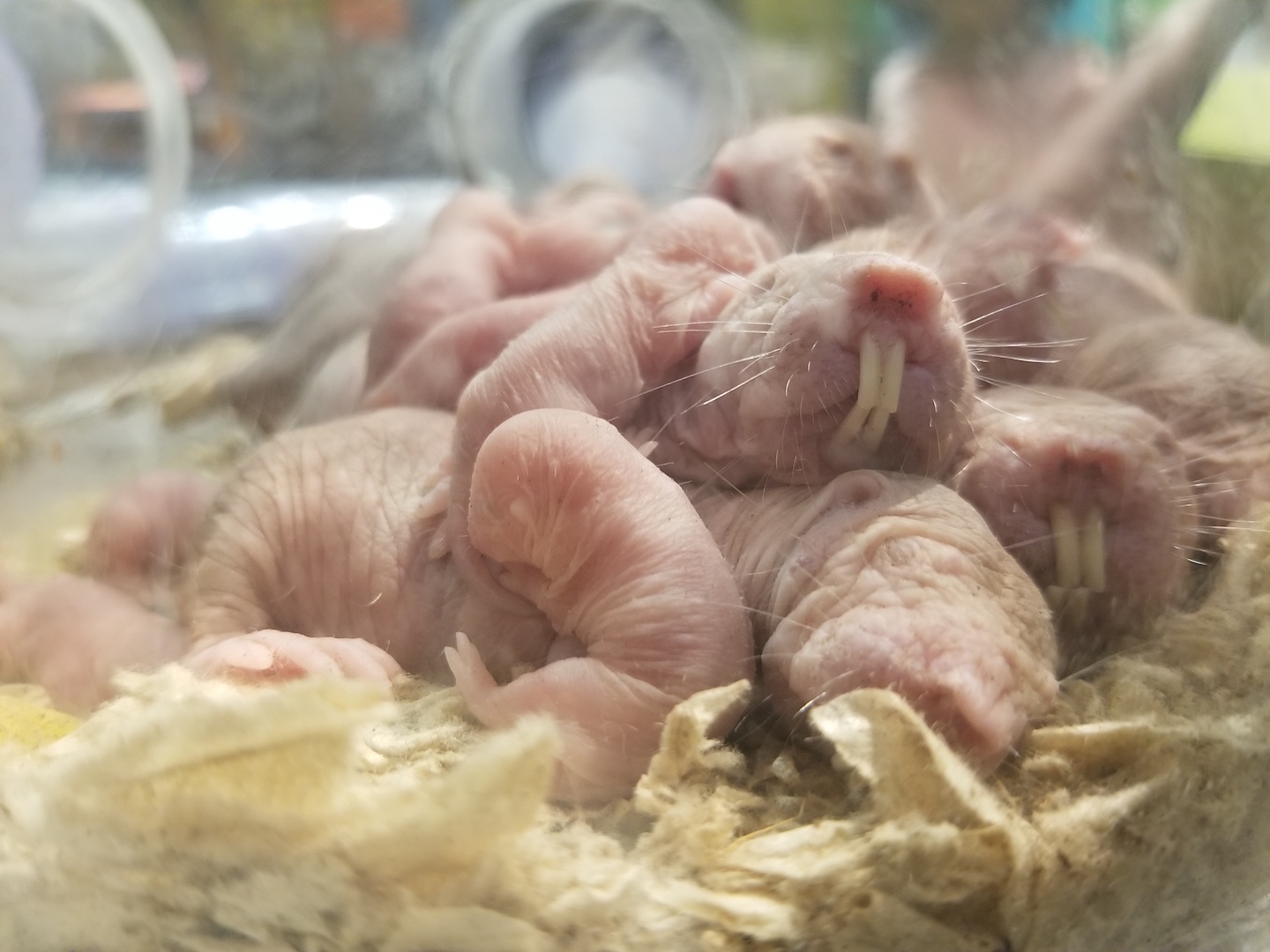 Liberty Science Center :: Our naked mole rats just had babies!
