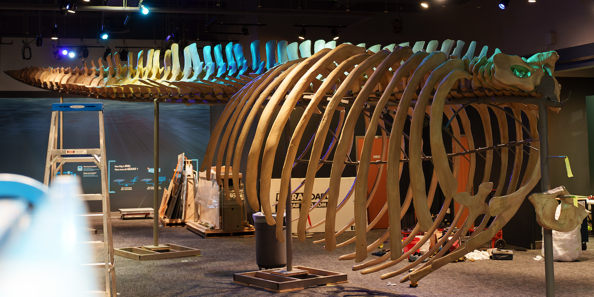 Spotted: a giant blue whale skeleton! - Liberty Science Center