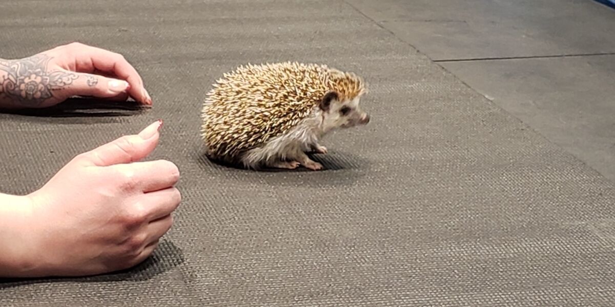 Liberty Science Center :: LSC's new animal is the smallest hedgehog species  in the world