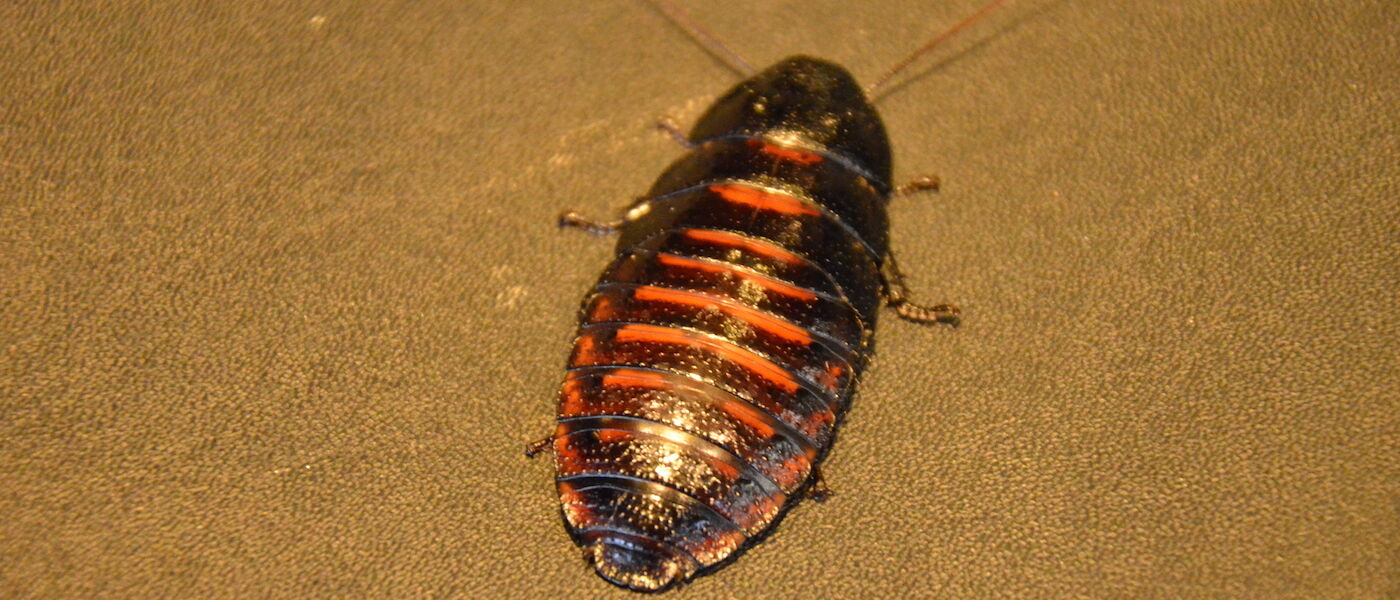Close-up of a Madagascar hissing cockroach