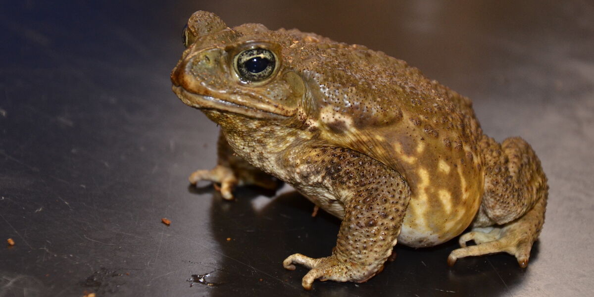 Liberty Science Center :: Invasive cane toads have taken over a Florida ...