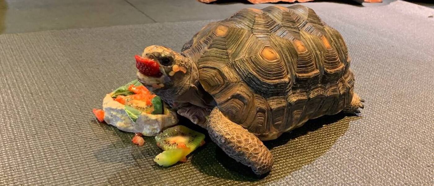 Tortellini the tortoise eating a cake on his hatch day