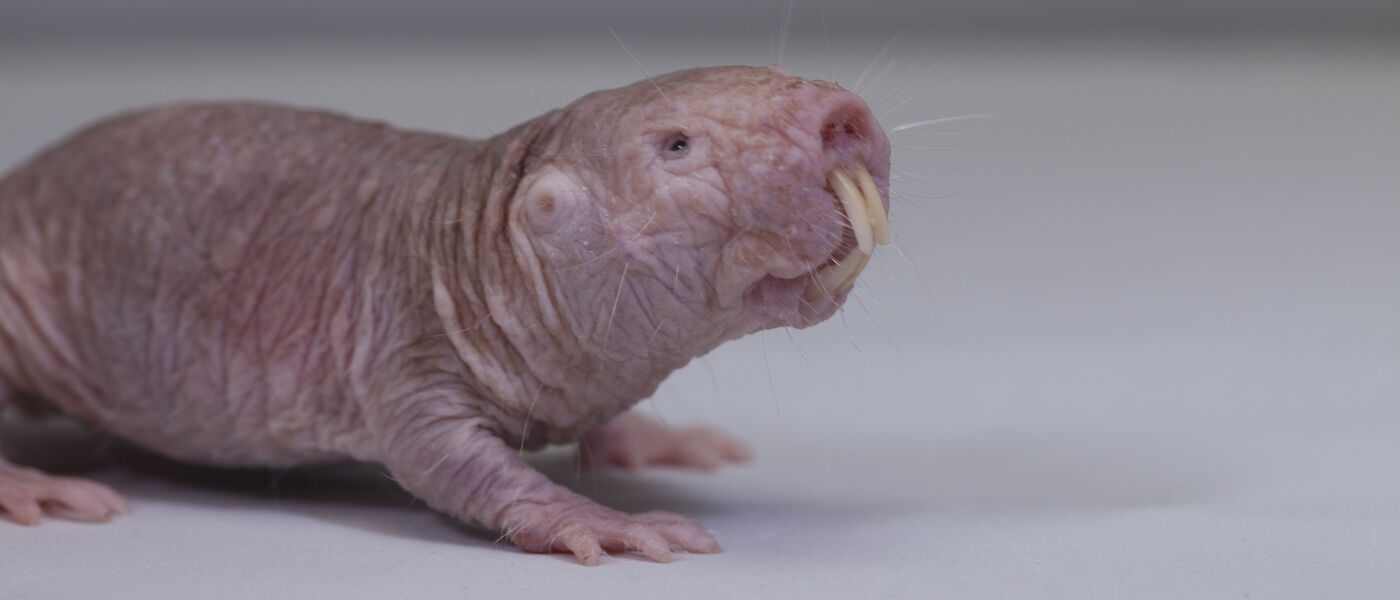 Liberty Science Center :: Watch the naked mole rats via our 360° camera