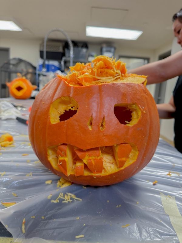 At this year's pumpkin carving competition