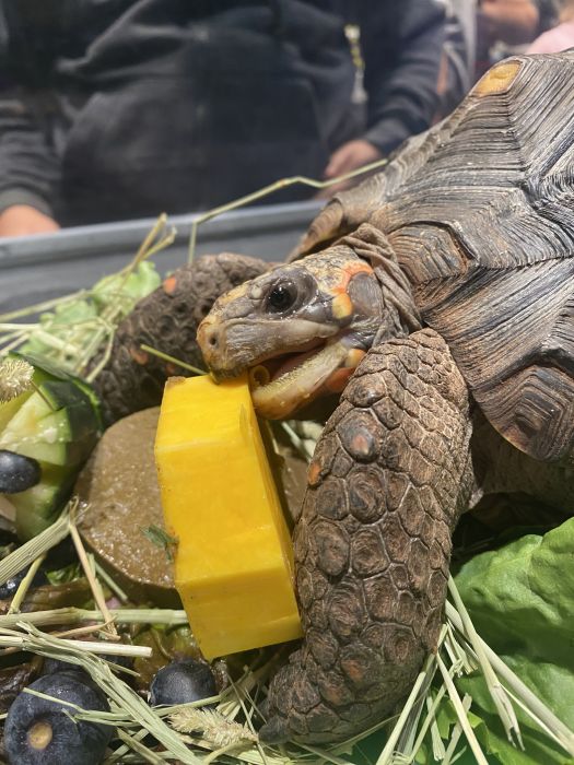 Tortellini the red-footed tortoise enjoying a cake for his hatch day