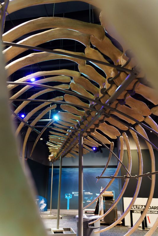 Blue whale skeleton