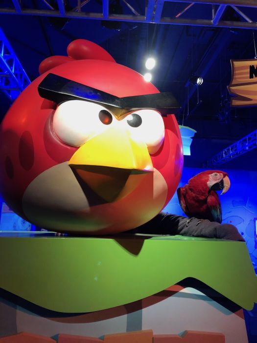 Mickey the green-winged macaw poses with giant Angry Bird