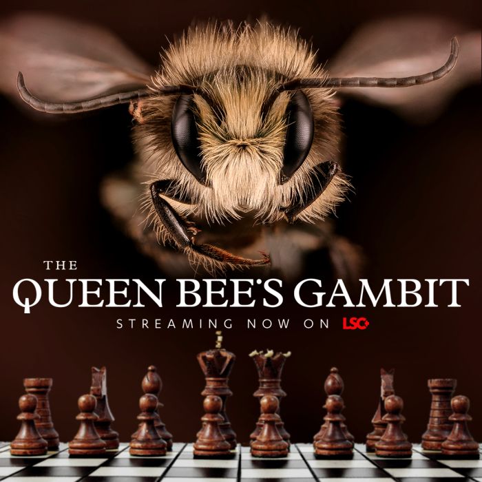 Poster for The Queen Bee's Gambit