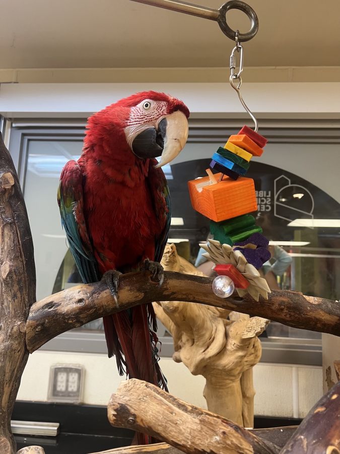 Mickey the green-winged macaw with his new enrichment toy