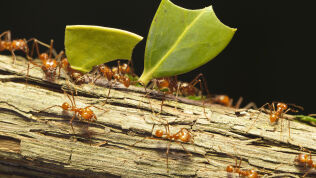 Leaf-cutter ants carrying leaves