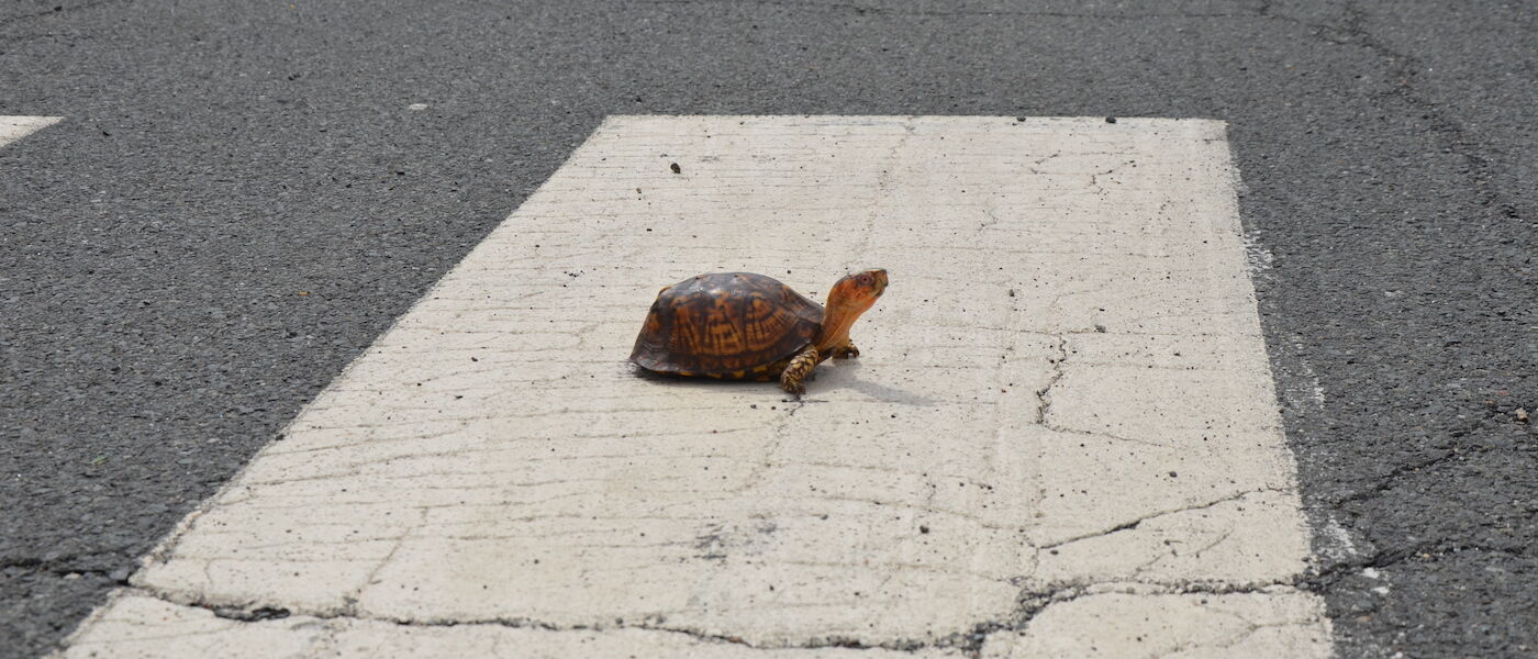 Turtle crossing the street