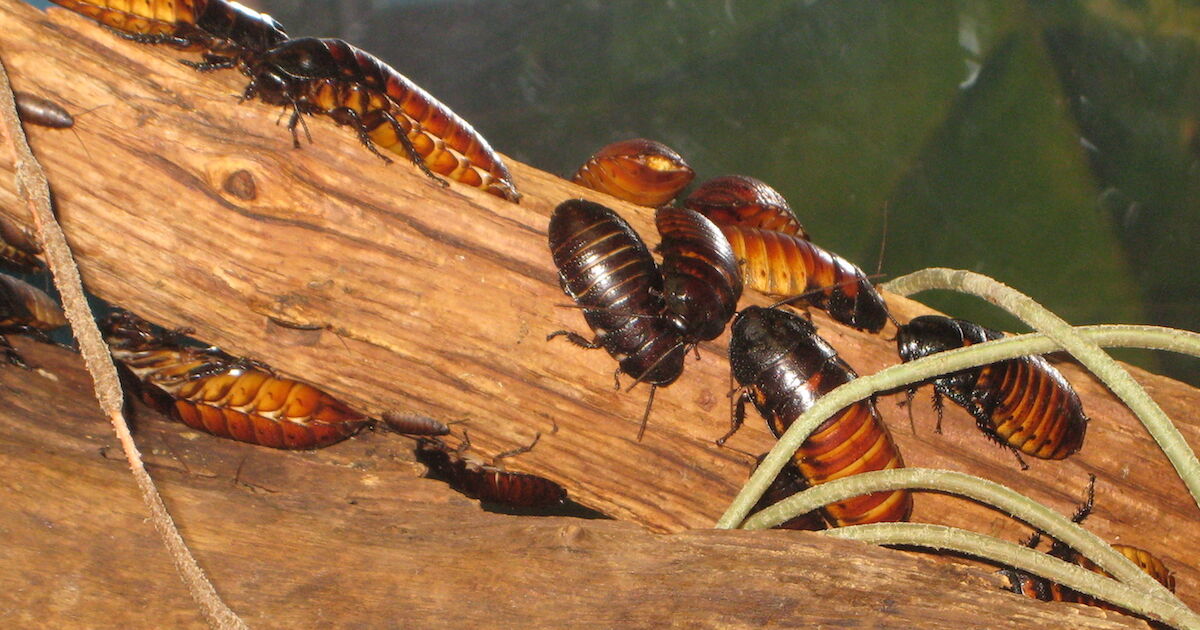 TruBlu Supply Eight Madagascar Hissing Cockroach Nepal