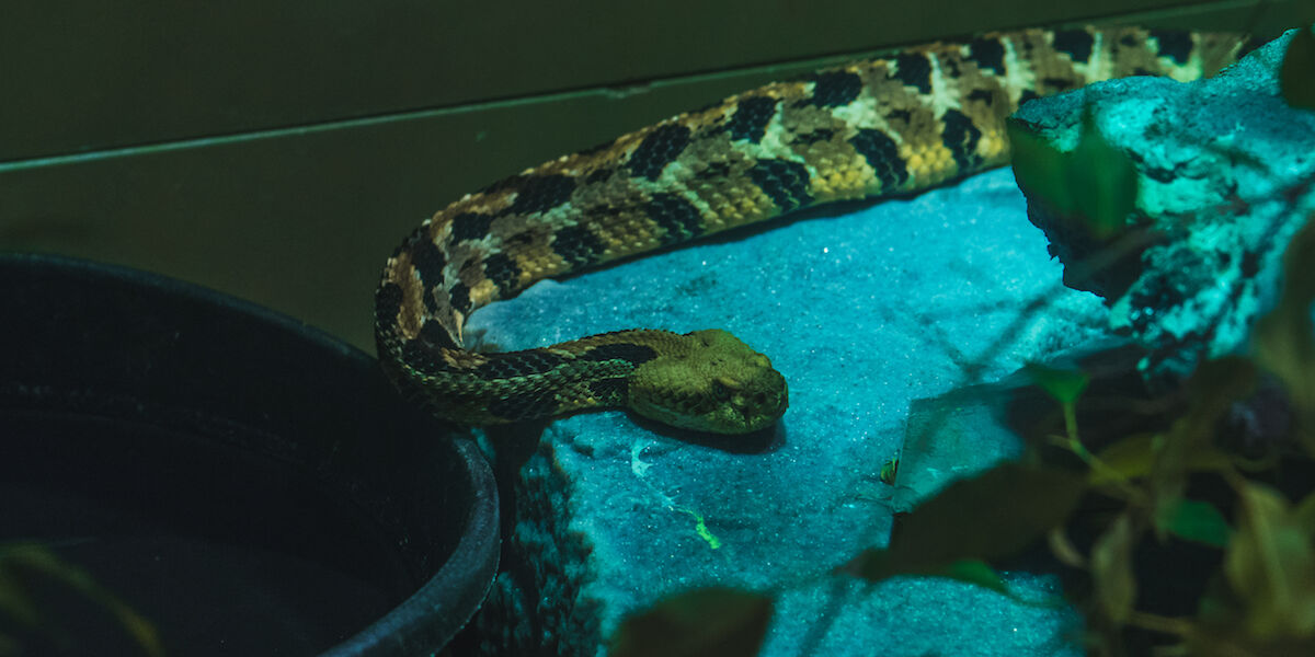 Nj Rattlesnake Liberty Science Center :: LSC's newest resident: the timber rattlesnake!