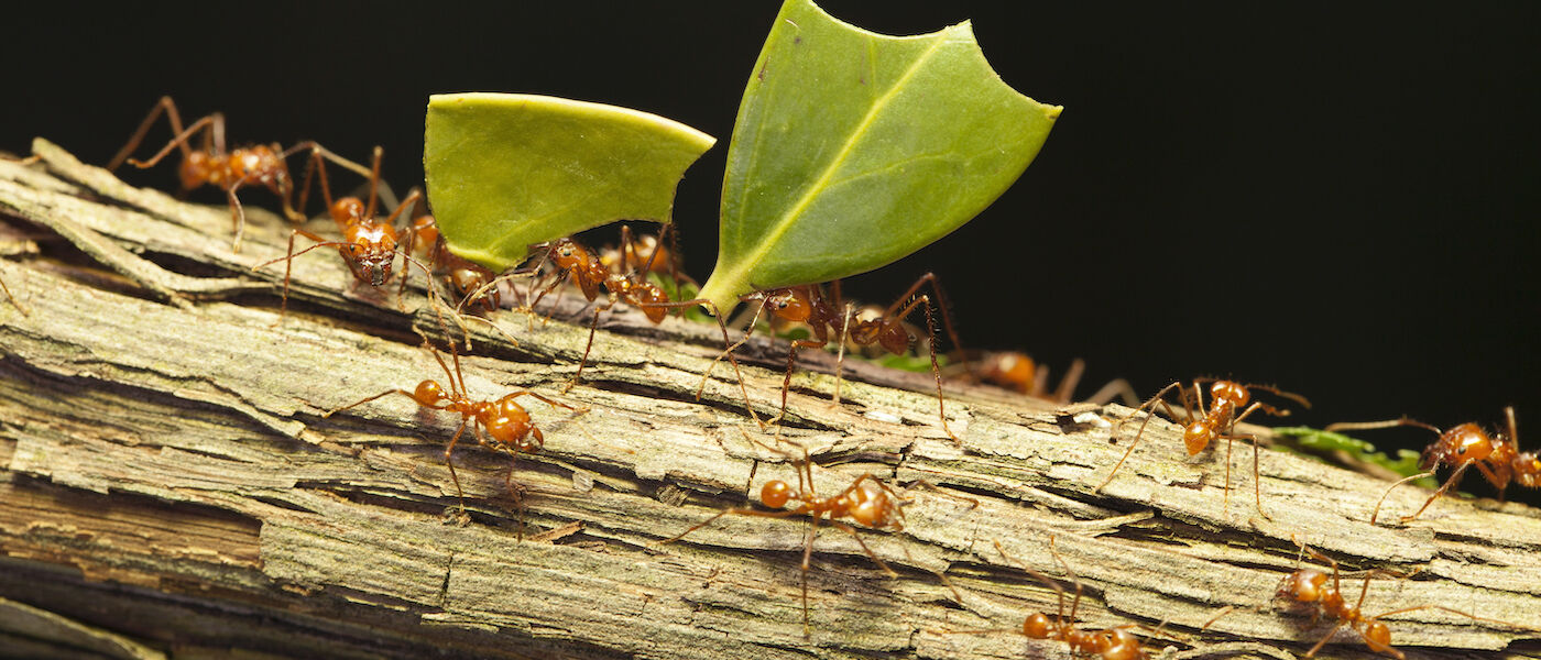 Leaf-cutter ants carrying leaves