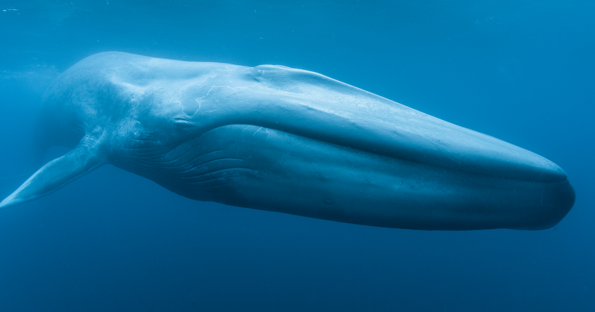 Liberty Science Center :: Blue Whales 3D