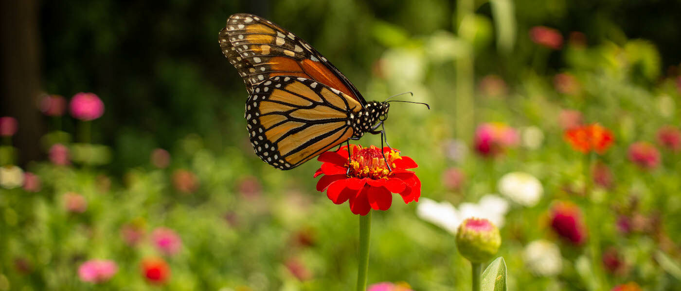 Monarch butterfly in the pollinator garden