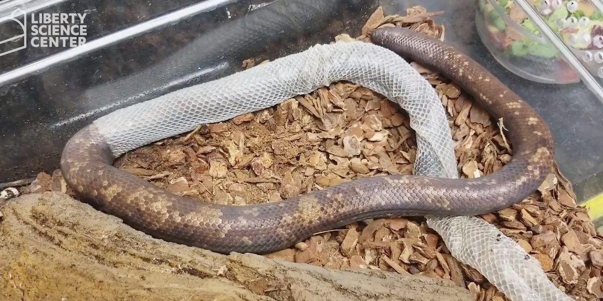 【IFSIXWASNINE】POISONOUS SNAKE Python LSC IFSIXWASNINE】POISONOUS SNAKE Python LSC