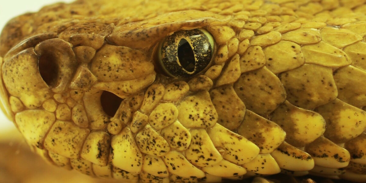 Liberty Science Center Meet Snakes And Spiders At The Fang Tastic