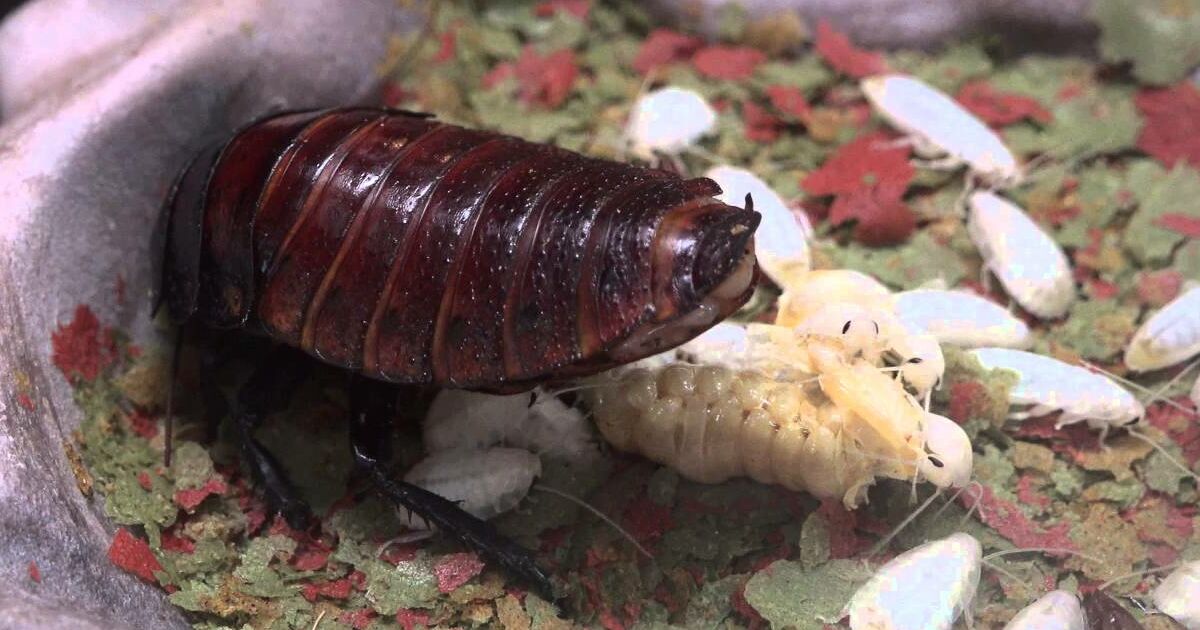 Liberty Science Center :: Baby Madagascar Hissing Cockroaches